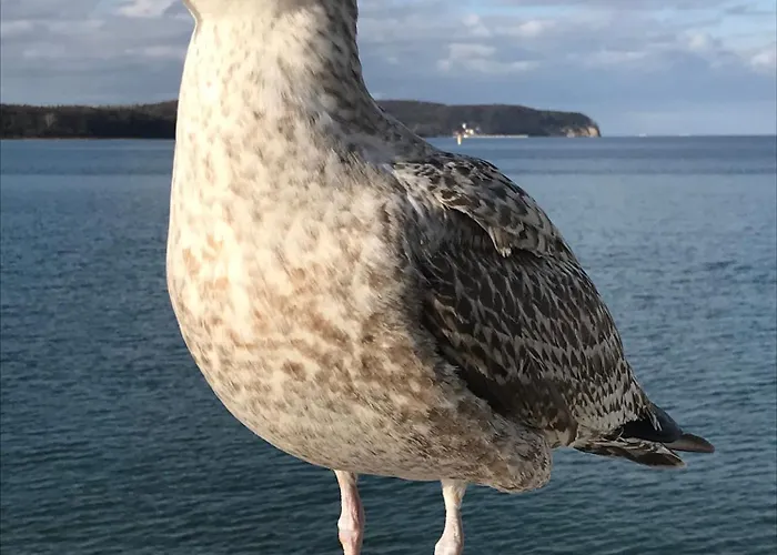 Green Sopot Lägenhet Sopot
